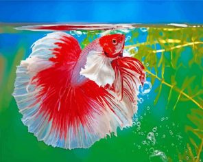 White Red Siamese Fighting Fish Paint by numbers