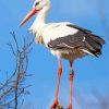 White Stork Bird paint by number