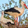 White Stork Birds paint by number