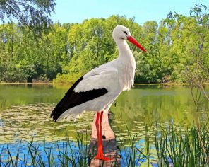 White Stork Ciconia Bird paint by numbers