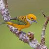 Yellow Silver Throated Tanager Bird paint by number