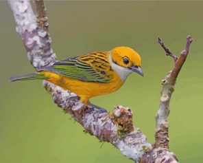 Yellow Silver Throated Tanager Bird paint by number