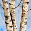 Aesthetic Birch Trees paint by numbers