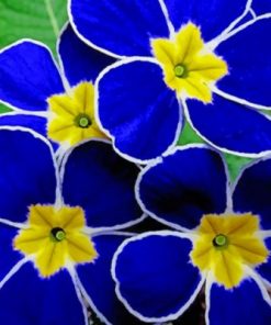 Blue Pansy Flowers paint by numbers