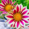 aesthetic-gazania-flowers-paint-by-numbers