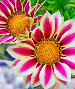 aesthetic-gazania-flowers-paint-by-numbers