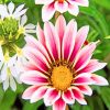 african-daisies-gazania-flowers-paint-by-numbers