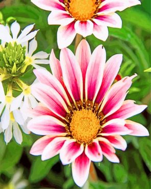 african-daisies-gazania-flowers-paint-by-numbers