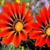 african-daisies-gazania-paint-by-numbers