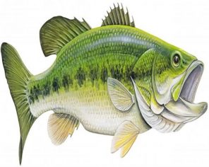 Bass Fish Paint by numbers