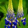 Blue Lupine Flowers paint by numbers