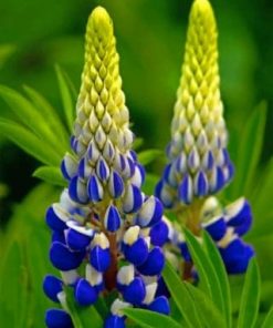 Blue Lupine Flowers paint by numbers