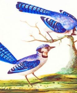 Blue Jay Birds paint by numbers