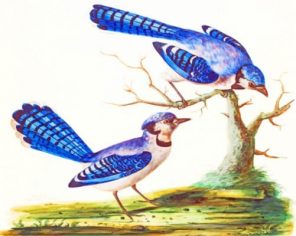 Blue Jay Birds paint by numbers