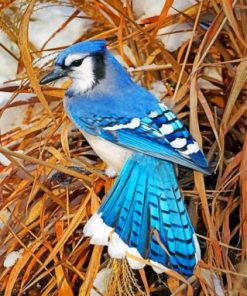 Blue Jay paint by numbers