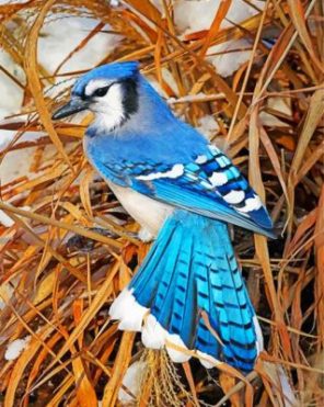 Blue Jay paint by numbers