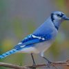 Blue Jay paint by numbers