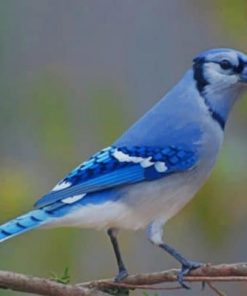 Blue Jay paint by numbers