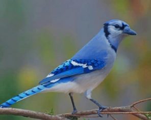 Blue Jay paint by numbers