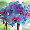 Blue Orchid Flowers Paint by numbers