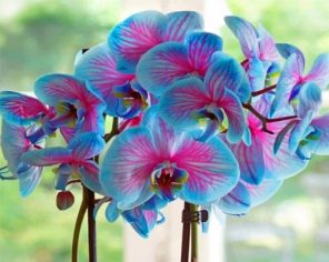 Blue Orchid Flowers Paint by numbers