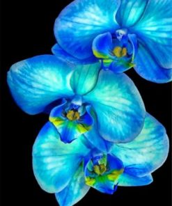 Blue Orchid paint by numbers