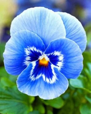 Blue Pansy Flower paint by numbers