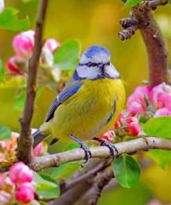 Blue Tit Bird paint by numbers