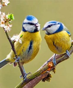 Blue Tit Birds paint by numbers