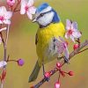 Blue Tit In Spring paint by numbers