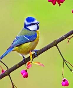 Blue Tit paint by numbers