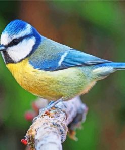 Blue Tit paint by numbers