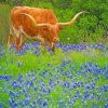 Bluebonnets And Longhorn paint by numbers