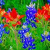 Bluebonnets Plants Paint by numbers