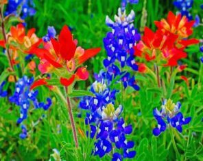 Bluebonnets Plants Paint by numbers