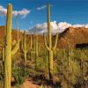 cactus in the desert tucson paint by numbers