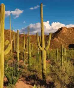 cactus in the desert tucson paint by numbers