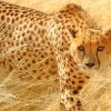 Cheetah Wild Cat paint by numbers