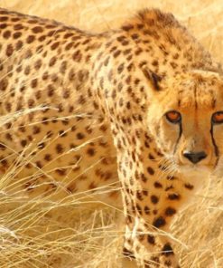 Cheetah Wild Cat paint by numbers