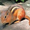 Chipmunk Animal paint by numbers