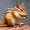 chipmunk Rodent paint by number