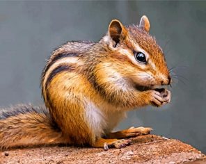 chipmunk Rodent paint by number