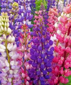 Colorful Lupine Flowers paint by numbers