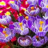 crocus-flowers-paint-by-number