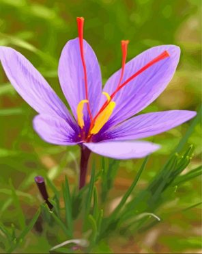 Cute Purple Crocus Paint by number