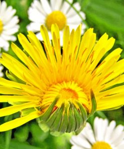 Dandelion paint by numbers