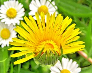 Dandelion paint by numbers