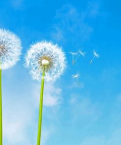 Dandelions Plants paint by numbers