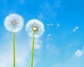 Dandelions Plants paint by numbers