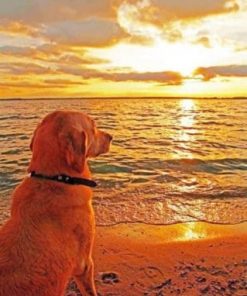 Dog Watching Sunset paint by numbers